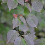 Cornus kousa Summer Stars — photo 3