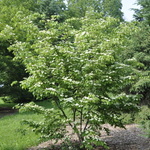 Cornus kousa Summer Stars — photo 4