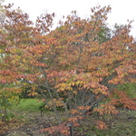 Cornus kousa var. chinensis — photo 3