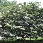 Cornus kousa var. chinensis — photo 4