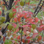 Cornus kousa var. chinensis 'Milky Way' — photo 2