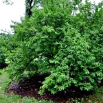 Cornus mas — photo 2