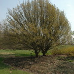 Cornus mas — photo 4