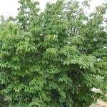 Cornus Ruth Ellen — photo 2