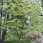 Cornus Ruth Ellen — photo 3