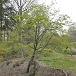 Cornus Ruth Ellen — photo 4