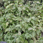 Cornus sericea — photo 1