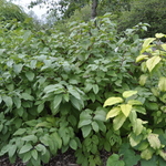 Cornus sericea — photo 2