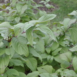 Cornus sericea 'Baileyi' — photo 3