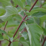 Cornus sericea Cardinal — photo 2