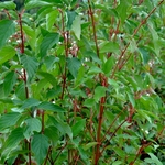 Cornus sericea Cardinal — photo 3