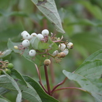 Cornus sericea Cardinal — photo 4