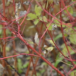 Cornus sericea Isanti — photo 1