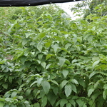 Cornus sericea Silver and Gold — photo 2