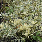 Cornus sericea Silver and Gold — photo 3