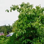 Cornus x Eddies White Wonder — photo 3
