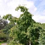 Cornus x Eddies White Wonder — photo 4